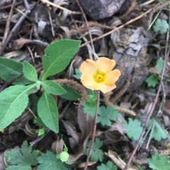 Modiolastrum malvifolium