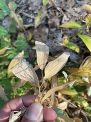 Uvularia sessilifolia