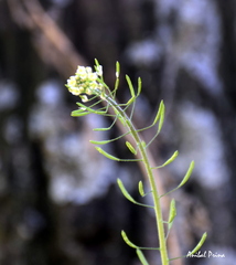 Descurainia erodiifolia