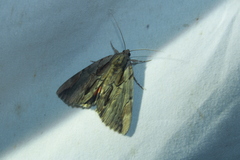 Catocala ultronia