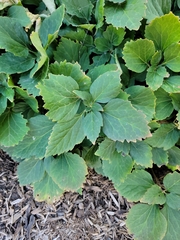 Pachysandra procumbens