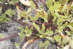 Pelargonium althaeoides