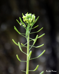 Descurainia erodiifolia