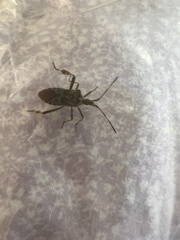 Leptoglossus occidentalis