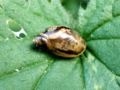 Succinea putris