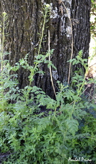 Descurainia erodiifolia