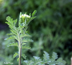 Descurainia erodiifolia