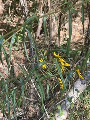 Helianthus angustifolius