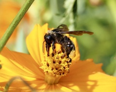 Apinae