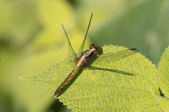 Erythrodiplax paraguayensis