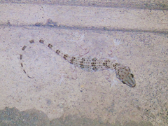 Tenuidactylus caspius