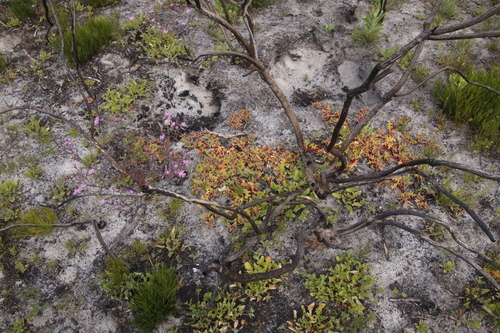 Image of Cleretum herrei by (c) Tony Rebelo, some rights reserved (CC BY-SA)