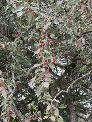 Malus baccata