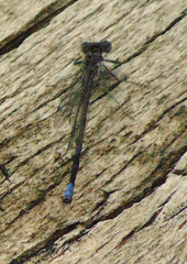 Argia emma