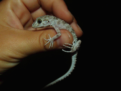 Tenuidactylus caspius