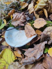 Leucocybe connata
