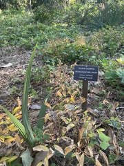 Uvularia sessilifolia
