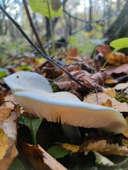 Leucocybe connata