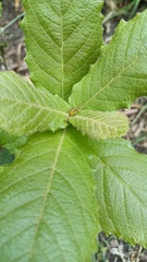 Quercus rugosa