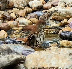 Toxostoma longirostre