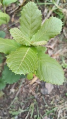 Quercus rugosa