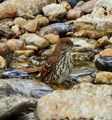 Toxostoma longirostre
