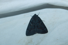 Catocala antinympha