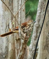 Toxostoma longirostre