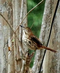 Toxostoma longirostre