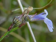 Lobelia linearis
