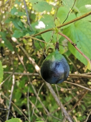 Passiflora exsudans