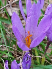 Crocus nudiflorus