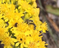 Perdita octomaculata