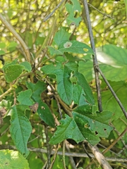 Passiflora exsudans