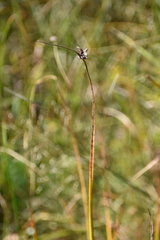 Schoenoplectus pungens