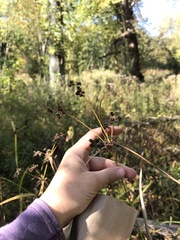 Scirpus atrovirens