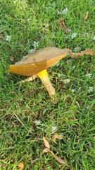 Suillus granulatus