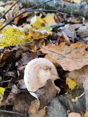 Lactarius glyciosmus