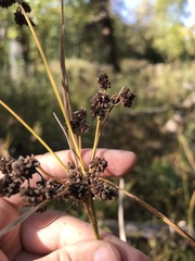 Scirpus atrovirens