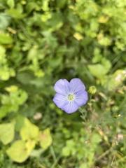 Linum perenne
