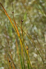 Schoenoplectus pungens