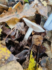 Lactarius glyciosmus