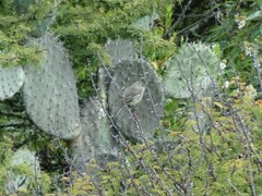 Empidonax fulvifrons