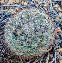 Pediocactus simpsonii