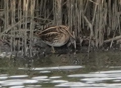 Lymnocryptes minimus