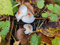 Lepiota cristata