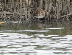 Lymnocryptes minimus