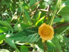 Sida rhombifolia