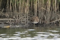 Lymnocryptes minimus