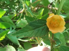 Sida rhombifolia
